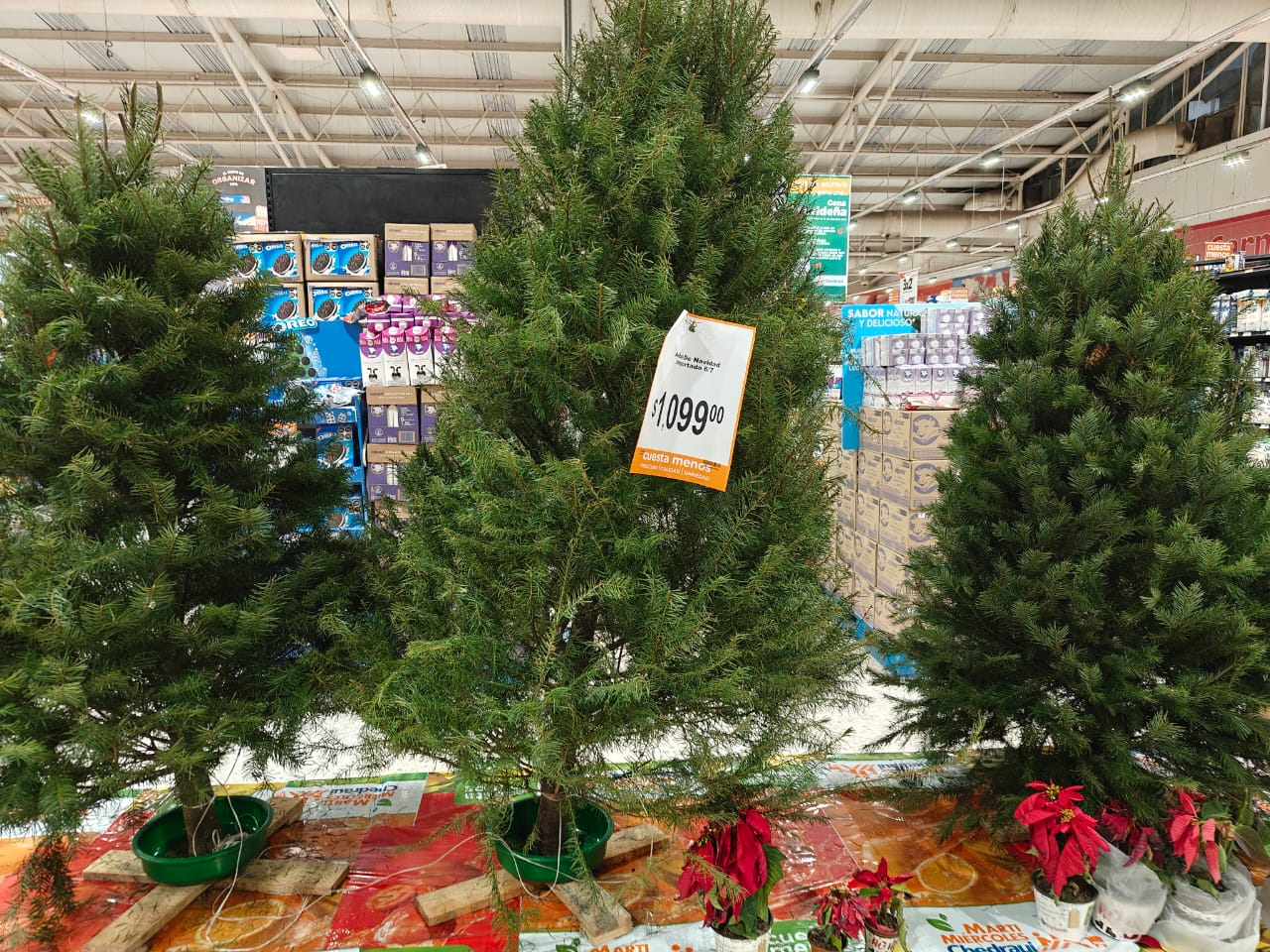 En supermercados como en la avenida de los Gobernadores, un pino de Navidad natural cuesta aproximadamente mil pesos En supermercados como en la avenida de los Gobernadores, un pino de Navidad natural cuesta aproximadamente mil pesos