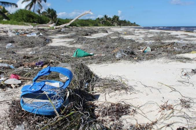 La limpieza de estas áreas deber ser clave para la protección del ecosistema. La limpieza de estas áreas deber ser clave para la protección del ecosistema.