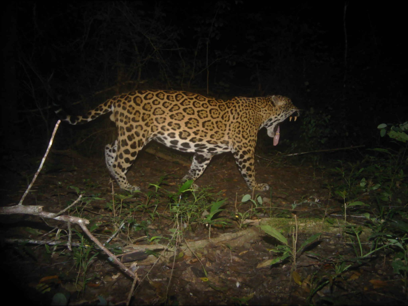 Recuperan hábitats para conservación del jaguar Recuperan hábitats para conservación del jaguar
