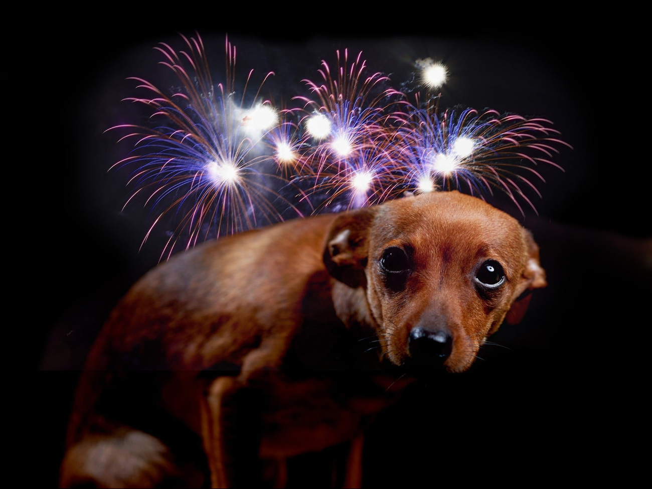 La empatía y el cuidado hacia nuestras mascotas pueden hacer una gran diferencia La empatía y el cuidado hacia nuestras mascotas pueden hacer una gran diferencia