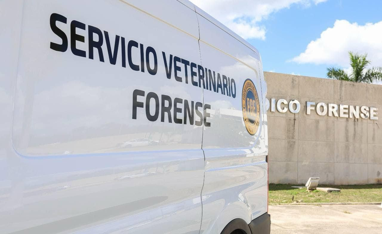 Los perros fueron envenenados con alimento en Chicxulub