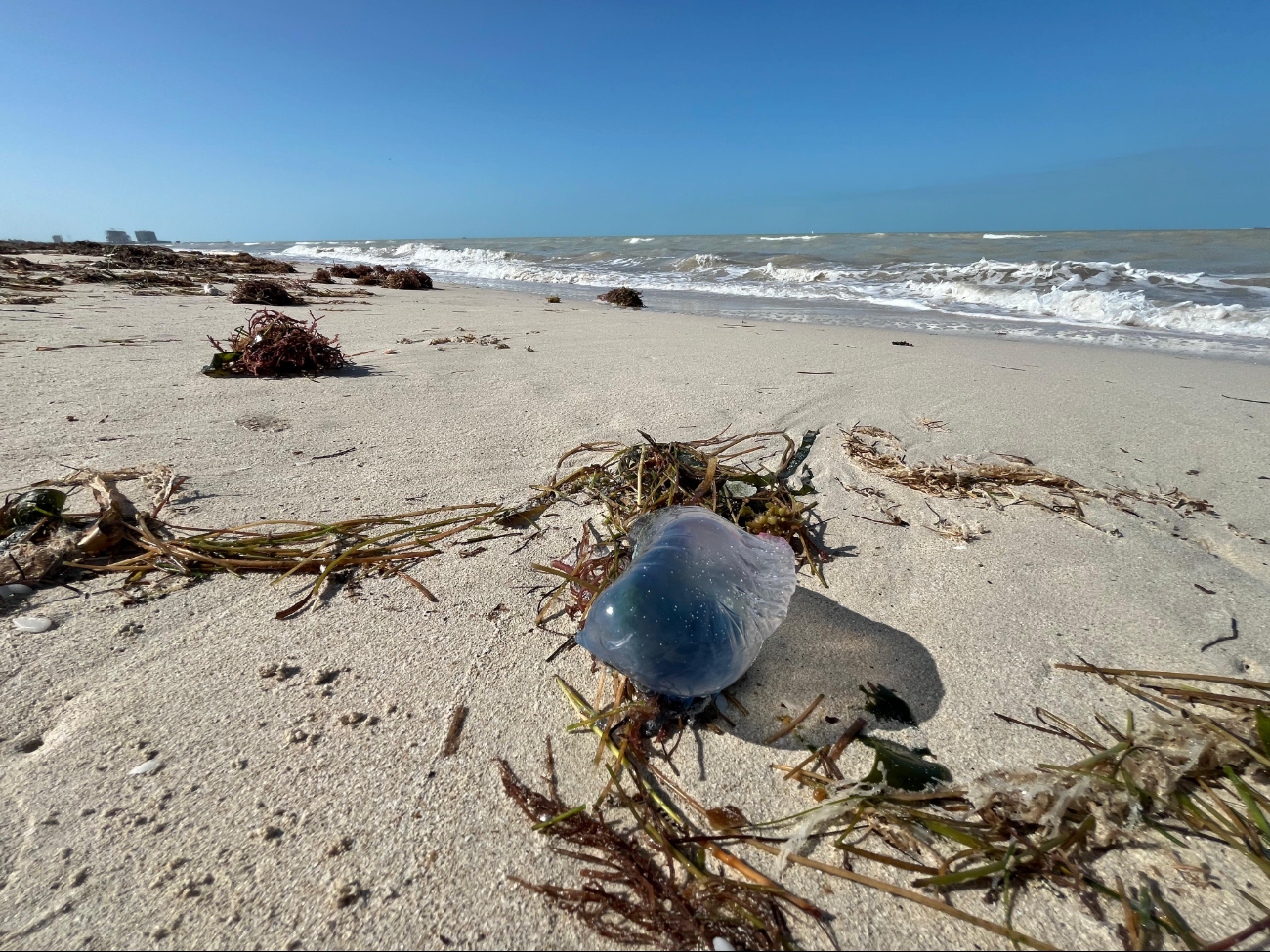 Alertan por presencia de medusas en costas yucatecas; piden a bañistas no tocarlas