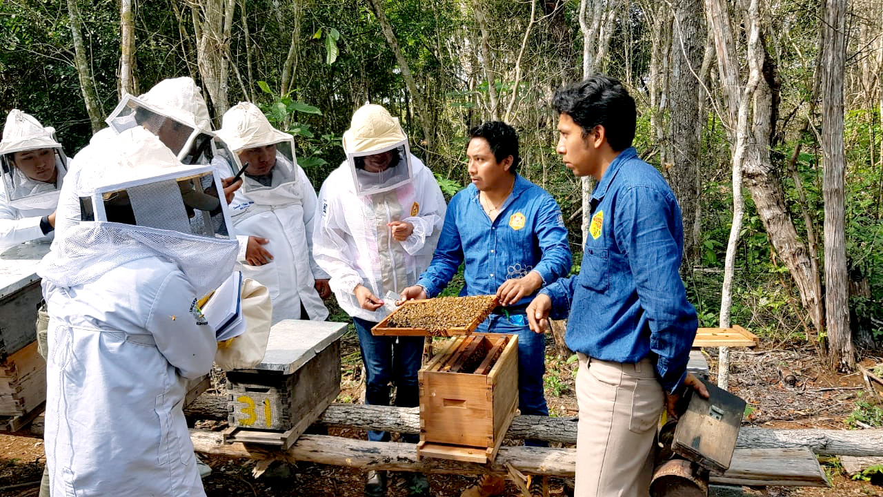 Las condiciones climáticas recientes han detenido la actividad apícola en las comunidades rurales de Yucatán Las condiciones climáticas recientes han detenido la actividad apícola en las comunidades rurales de Yucatán
