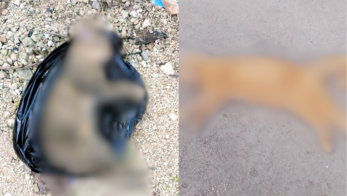 Vecinos temen que el responsable de dañar a los animalitos, pueda hacerlo con personas Vecinos temen que el responsable de dañar a los animalitos, pueda hacerlo con personas