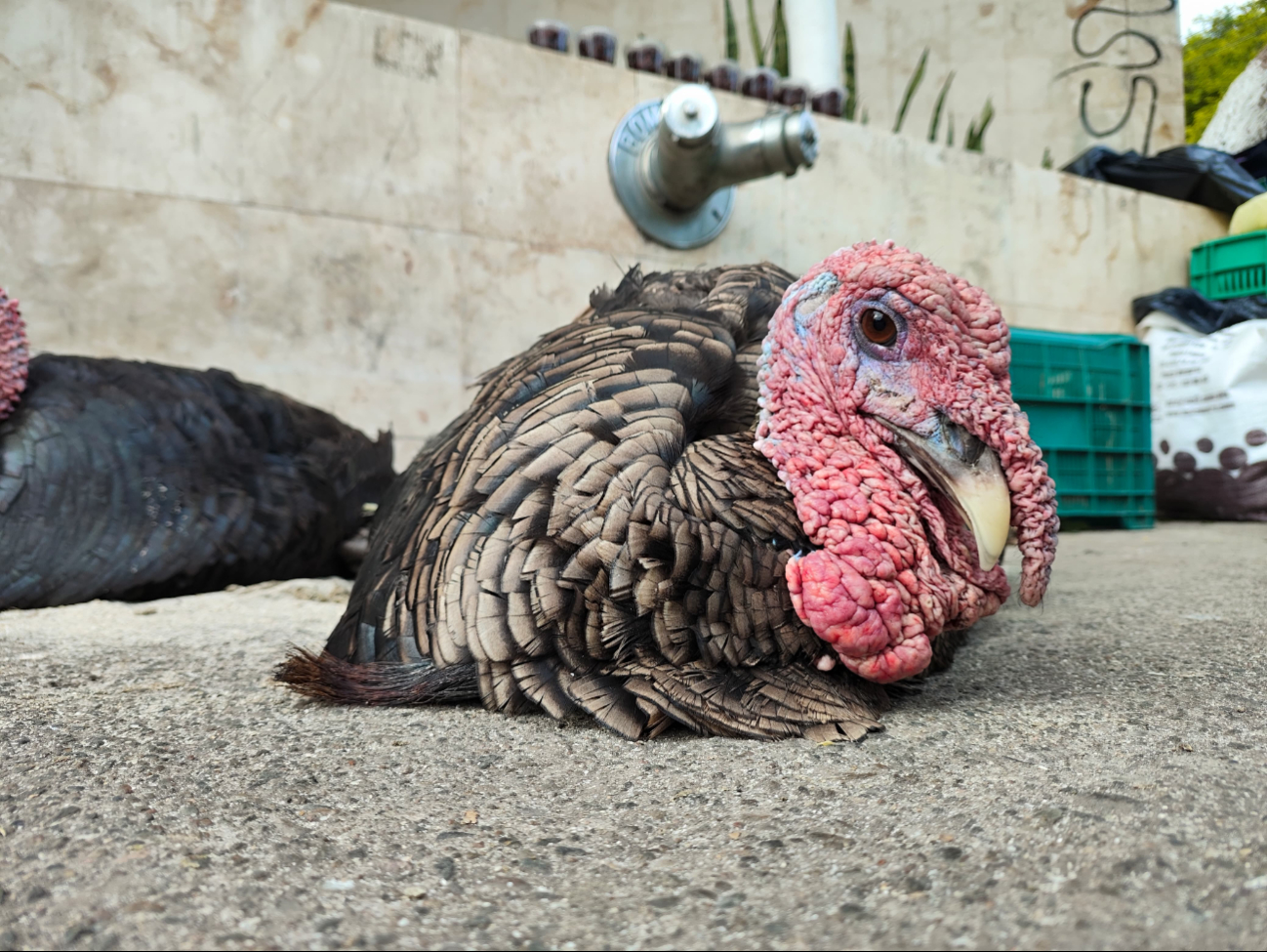 El pavo es lo que más se comercializa para las fiestas decembrinas
