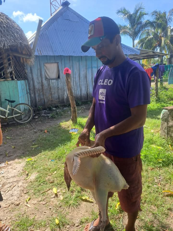 El kilo de pavo indio cuesta entre 100 y 120 pesos, y los grandes alrededor de mil pesos