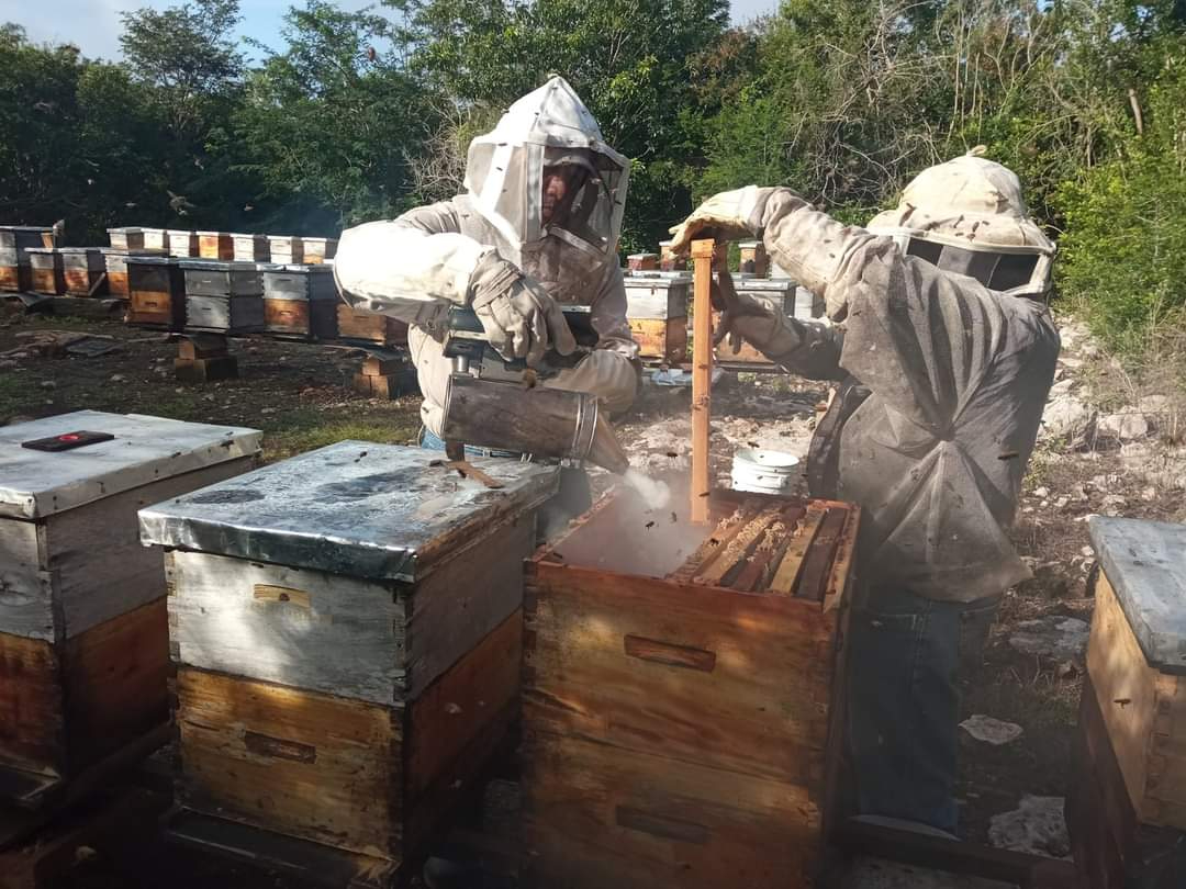 Apicultura en Yucatán, en grave amenaza de extinción por la baja cosecha de miel