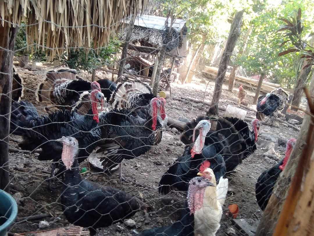Campesinos, sin grandes beneficios por venta de pavo Campesinos, sin grandes beneficios por venta de pavo