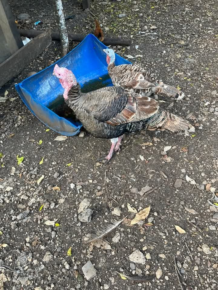 Campesinos sin grandes beneficios por venta de pavo Campesinos sin grandes beneficios por venta de pavo