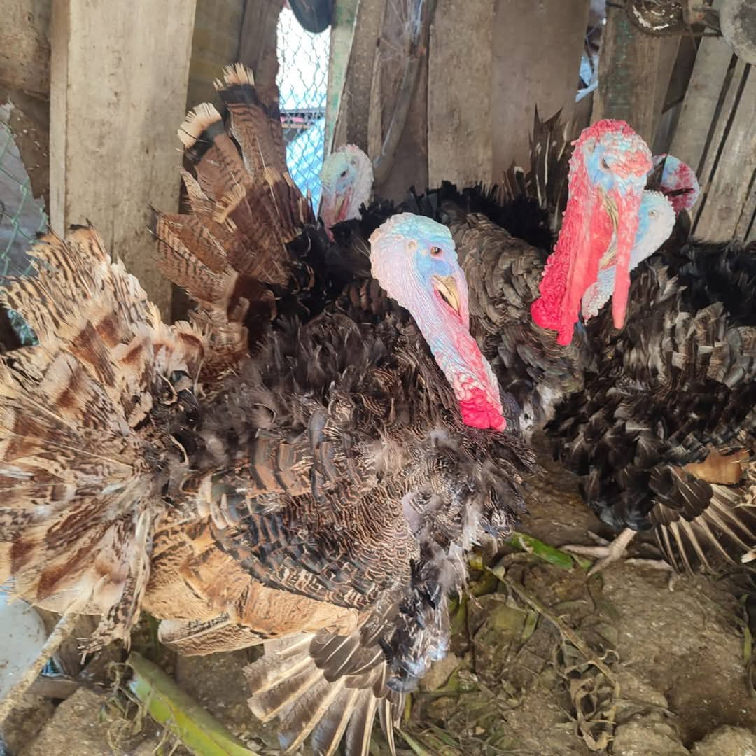Campesinos sin grandes beneficios por venta de pavo Campesinos sin grandes beneficios por venta de pavo