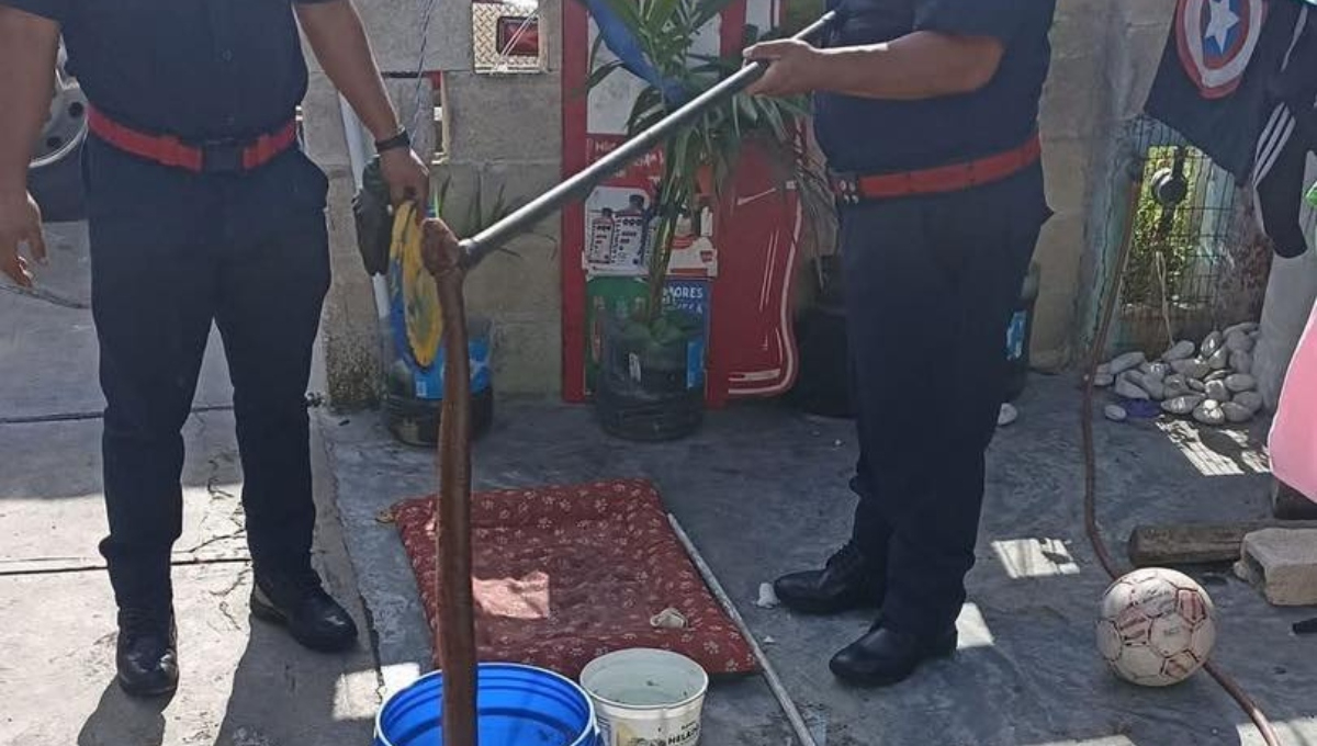 Serpiente Ekuneil, de las más grandes de la Península, se le aparece a unos niños en Mérida; perro los salva