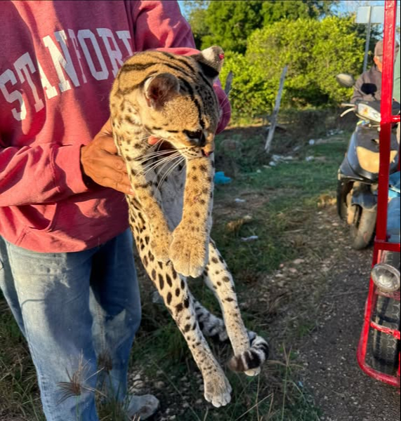 El tigrillo se encontraba lesionado, por lo que fue trasladado al veterinario