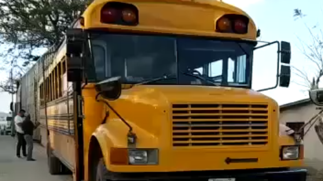 Se observa el traslado del ganado en un autobús escolar Se observa el traslado del ganado en un autobús escolar