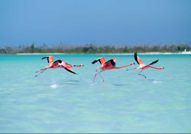 Las playas de Yucatán son una excelente opción para recibir el 2025, sin embargo, algunos destinos concentran altos precios Las playas de Yucatán son una excelente opción para recibir el 2025, sin embargo, algunos destinos concentran altos precios