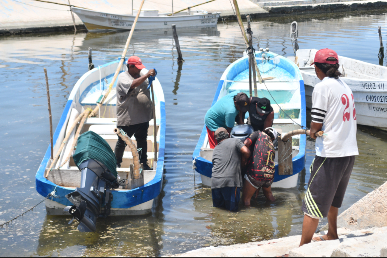  "Un fracaso" la captura de pulpo en Campeche   