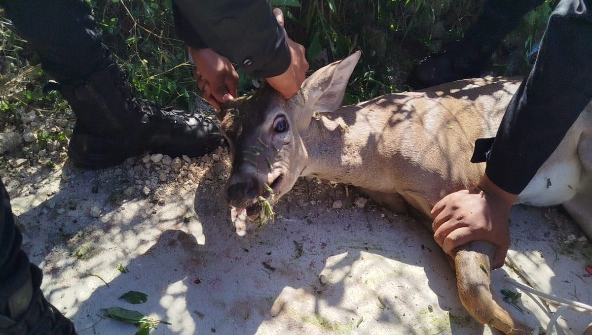 Reportan hallazgo de un venado en Paseos de Opichén, en Mérida