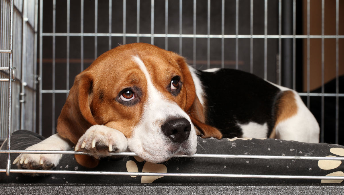 Se sancionan actos que promuevan el maltrato o condiciones inadecuadas para los animales. Se sancionan actos que promuevan el maltrato o condiciones inadecuadas para los animales.