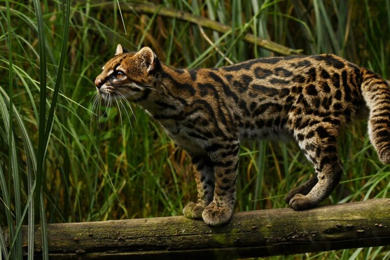 Autoridades acudieron al sitio donde se reportó un felino sin vida, pero no encontraron el cuerpo Autoridades acudieron al sitio donde se reportó un felino sin vida, pero no encontraron el cuerpo