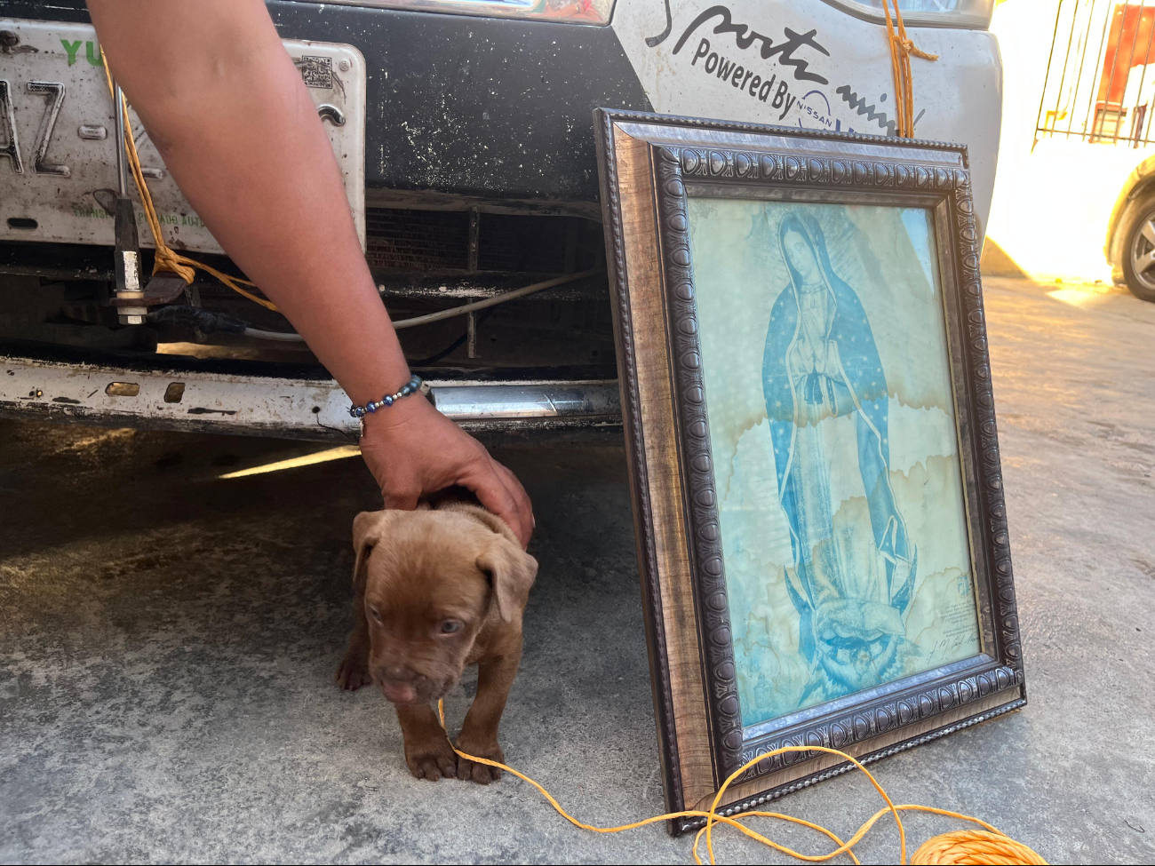 Perrito guadalupano, un nuevo peregrino Perrito guadalupano, un nuevo peregrino