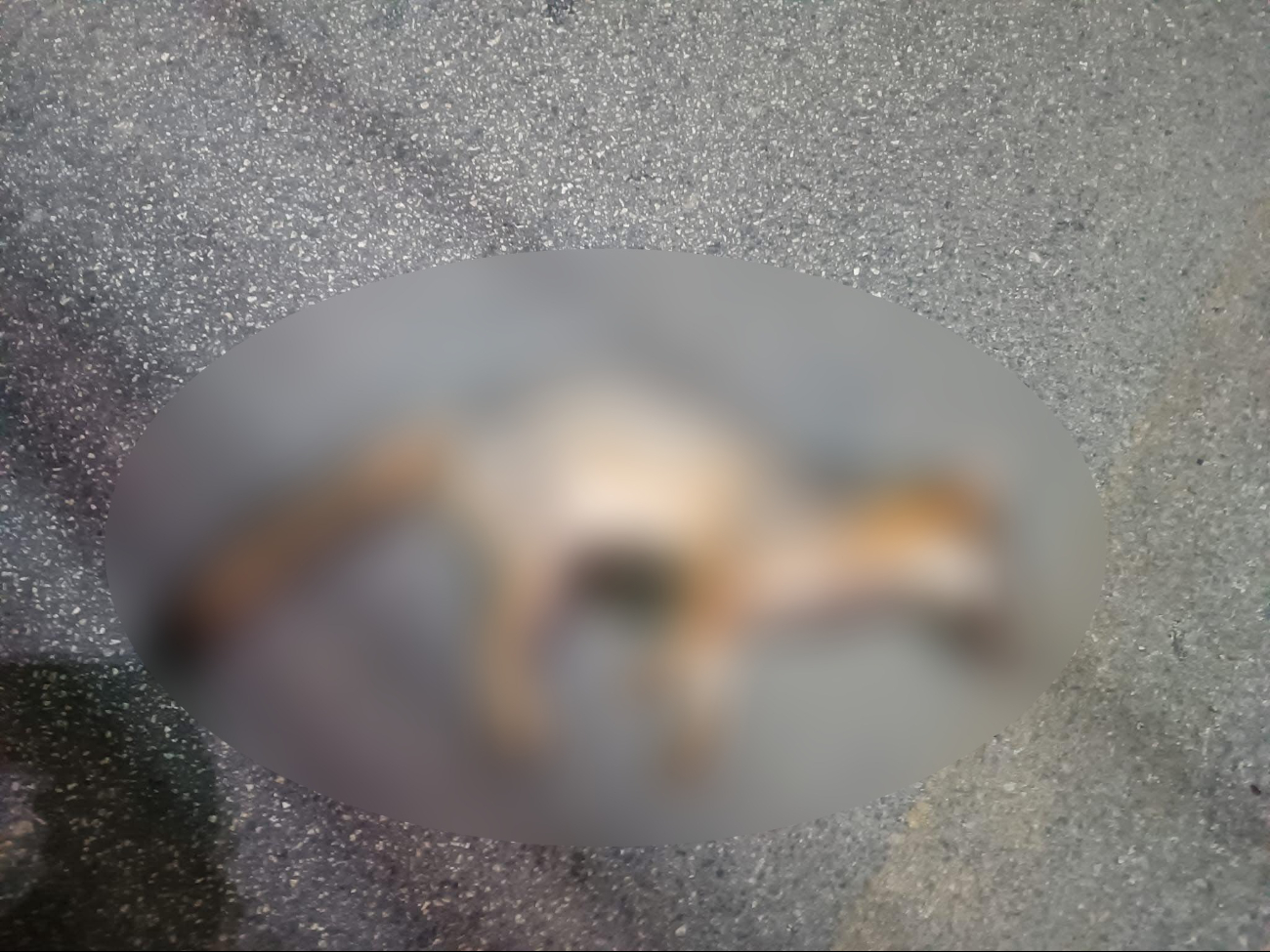 En días recientes un zorro gris fue atropellado al norte de Mérida, lo que abrió el debate sobre este tipo de amenaza para la fauna silvestre que habita en Mérida En días recientes un zorro gris fue atropellado al norte de Mérida, lo que abrió el debate sobre este tipo de amenaza para la fauna silvestre que habita en Mérida