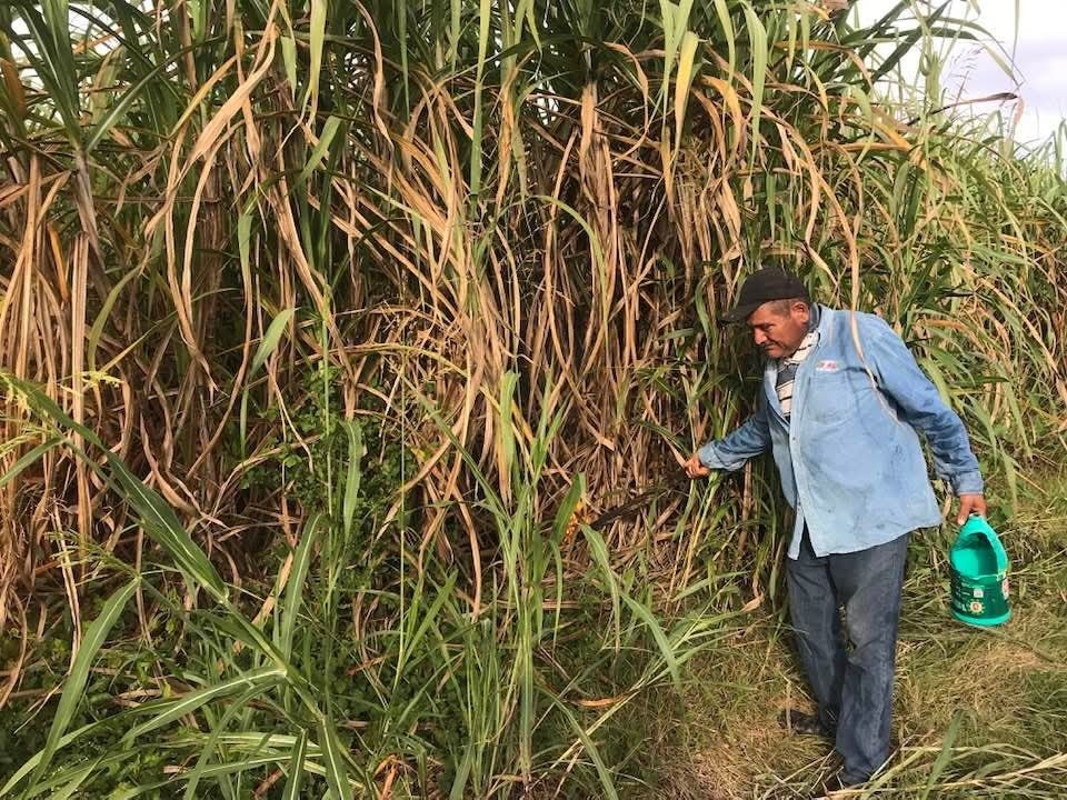 Este 2024 se apunta como uno de los menos productivos para la producción de caña. Este 2024 se apunta como uno de los menos productivos para la producción de caña.