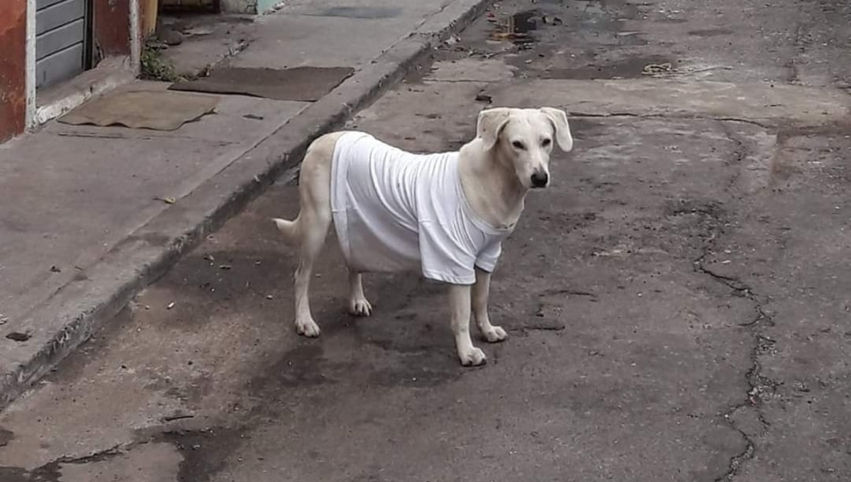 Hay formas de proteger a los perros de la heladez en Yucatán Hay formas de proteger a los perros de la heladez en Yucatán