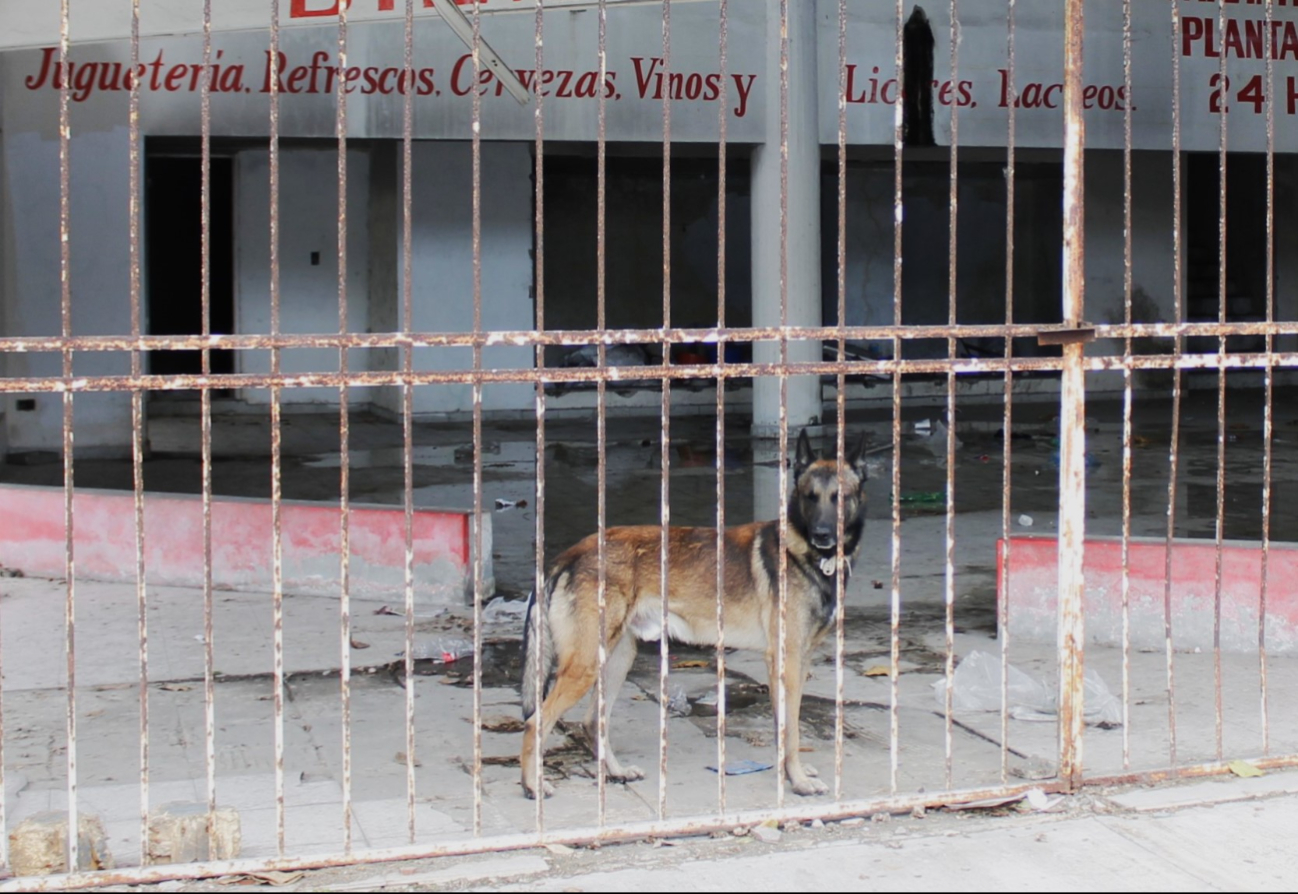 La población ha optado por poner rejas o hasta comprar un perro La población ha optado por poner rejas o hasta comprar un perro
