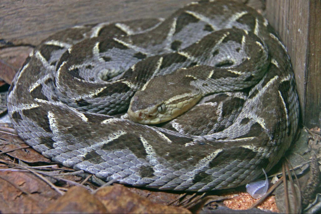 La nauyaca real se mantiene escondida en lugares oscuros La nauyaca real se mantiene escondida en lugares oscuros