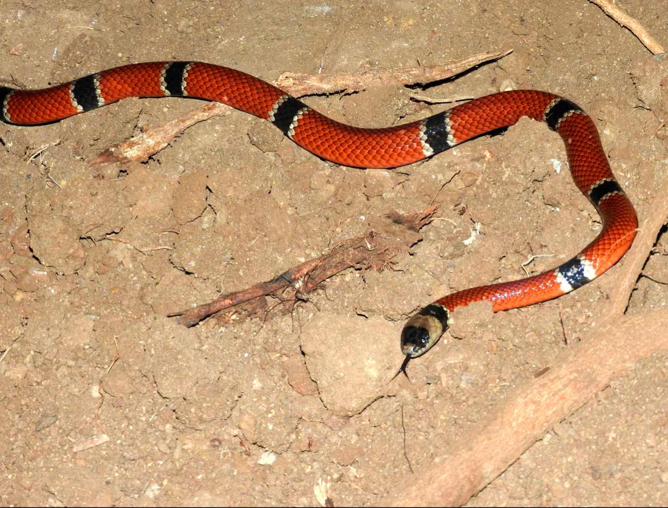Serpiente coralillo Serpiente coralillo