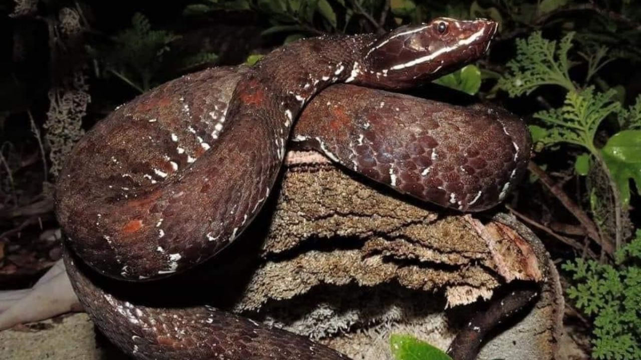 Serpiente huolpoch Serpiente huolpoch