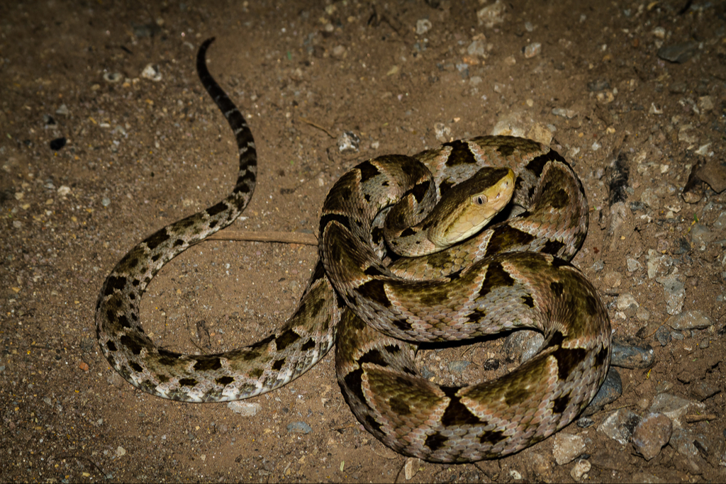 La serpiente nauyaca es de las más peligrosas La serpiente nauyaca es de las más peligrosas