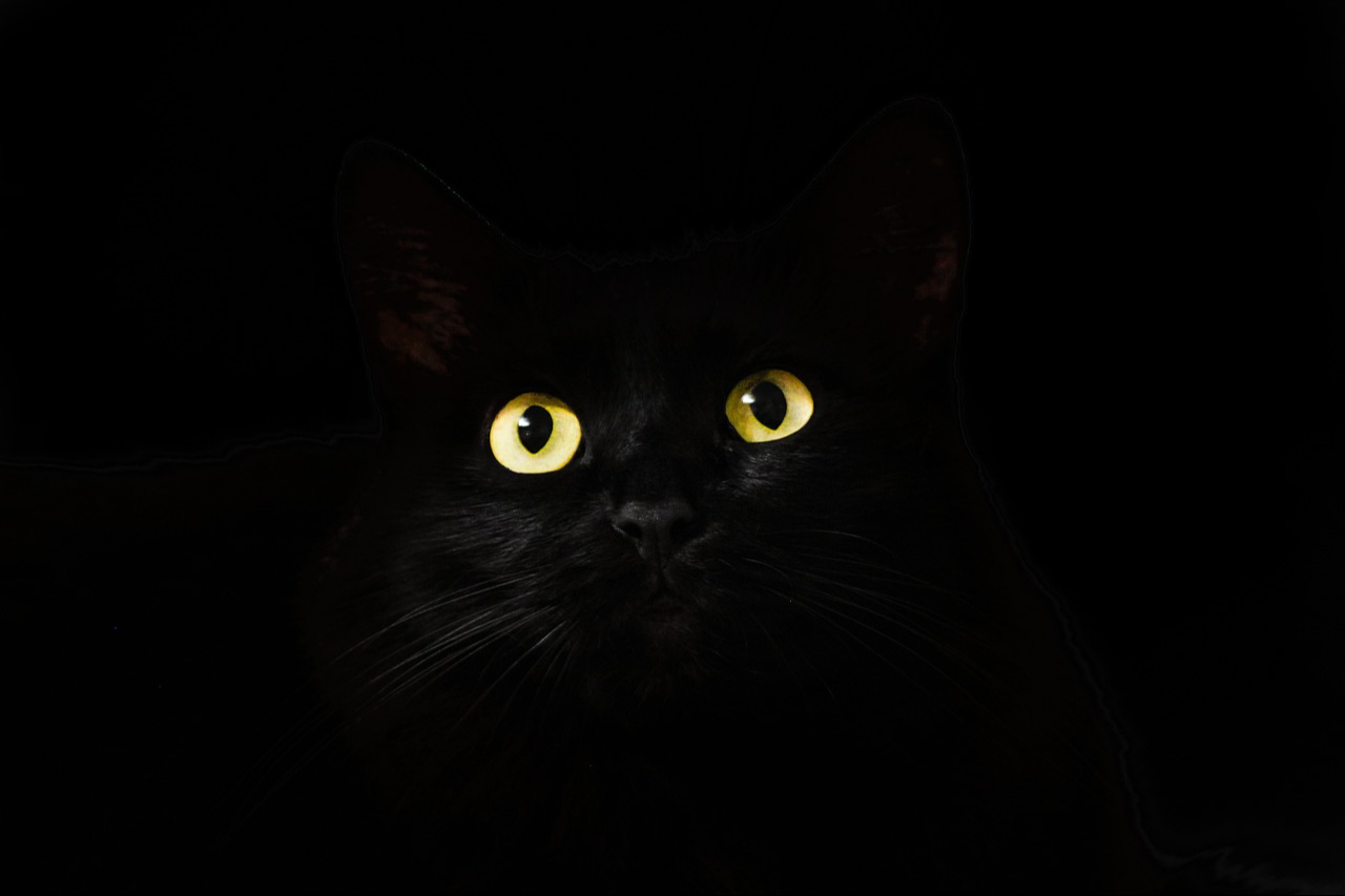 ¿Ahora puedes asimilar al gatito? ¿Ahora puedes asimilar al gatito?