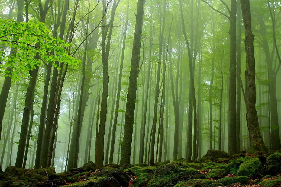 El verde en los aros olímpicos representa la abundancia de bosques en Europa El verde en los aros olímpicos representa la abundancia de bosques en Europa