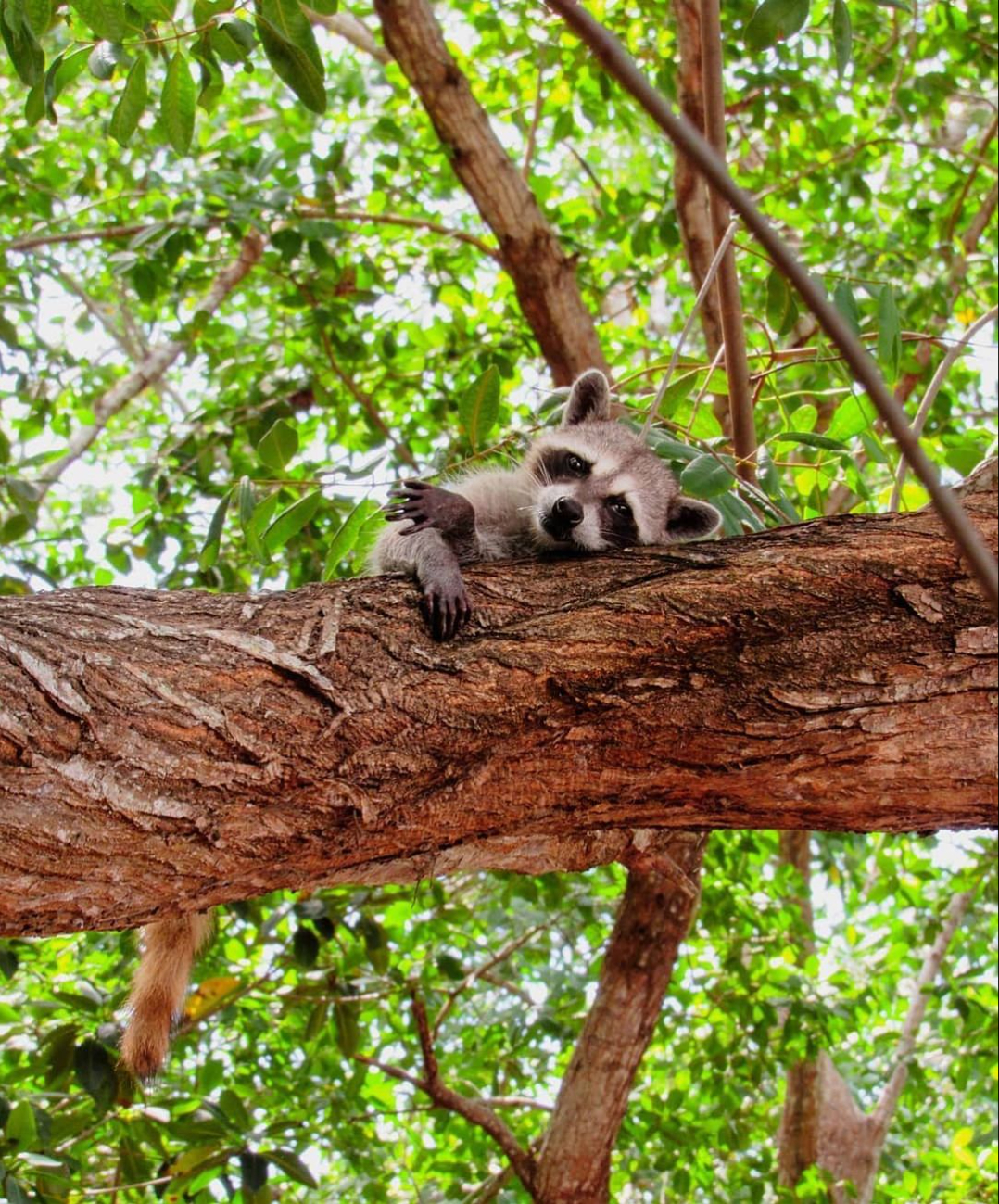 Los mapaches son parte de los atractivos vivos que ofrece este edén en Progreso Los mapaches son parte de los atractivos vivos que ofrece este edén en Progreso