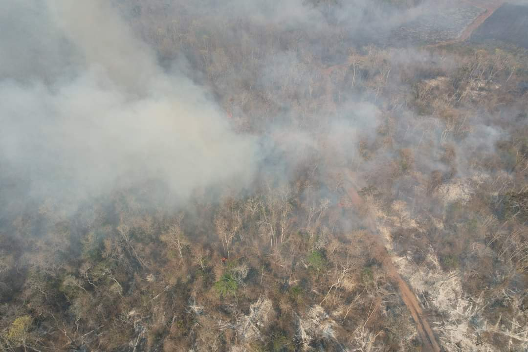 2 mil 393 hectáreas afectadas en el área del complejo de Incendios Forestales 2 mil 393 hectáreas afectadas en el área del complejo de Incendios Forestales