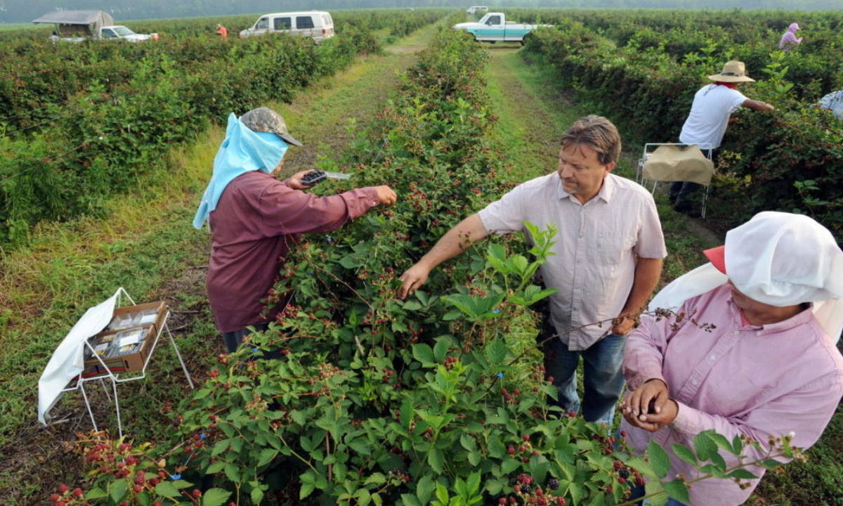 Campechanos no cumplen con parámetros  para trabajar en Canadá, asegura Cusmex  