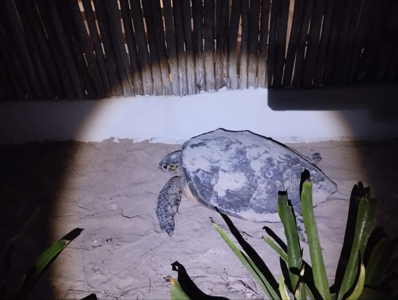 Tortuga Carey Queda Atrapada En El Patio De Una Casa En El Cuyo 