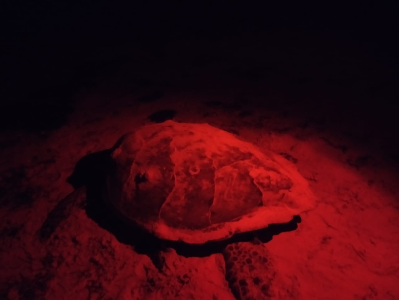 La tortuga de desorientó, ingresando hasta el patio de una casa La tortuga de desorientó, ingresando hasta el patio de una casa