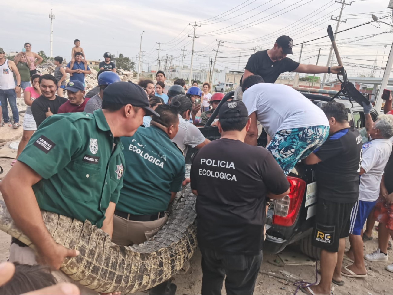 El cocodrilo fue resguardado por la Policía Ecológica El cocodrilo fue resguardado por la Policía Ecológica