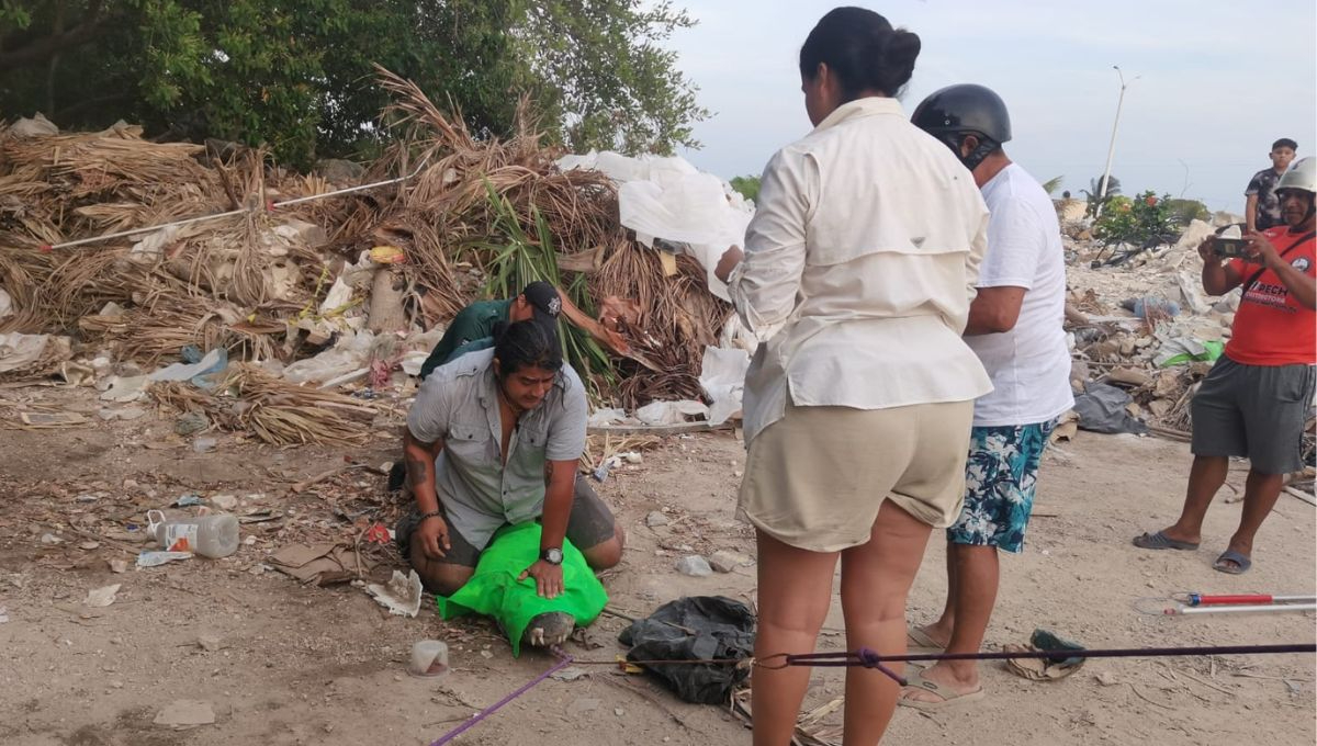 Capturan a cocodrilo que apareció por sorpresa en las calles de Progreso: VIDEO