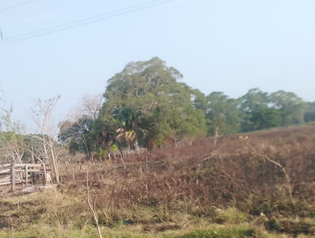 La deforestación, la pérdida de vegetación, han hecho que actualmente estemos viviendo días sofocantes La deforestación, la pérdida de vegetación, han hecho que actualmente estemos viviendo días sofocantes