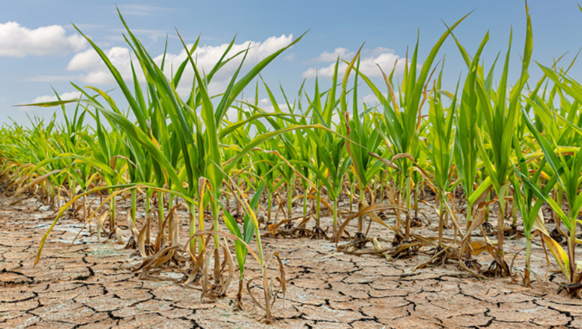     Activistas de Campeche piden reforestar para prevenir altas temperaturas     