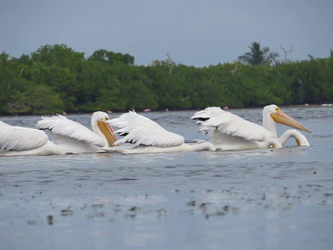 Pelícanos son parte de las aves que habitan en Isla Cerritos Pelícanos son parte de las aves que habitan en Isla Cerritos