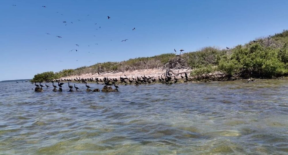 Se calcula que cada año cerca de 10 mil pájaros migratorios hacen de su hogar la pequeña ínsula Se calcula que cada año cerca de 10 mil pájaros migratorios hacen de su hogar la pequeña ínsula