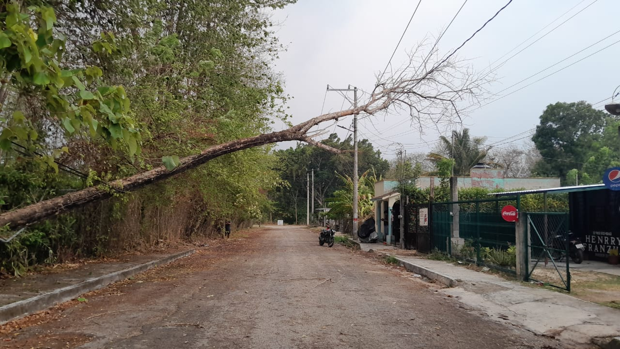 Así culminó el árbol en Escárcega Así culminó el árbol en Escárcega