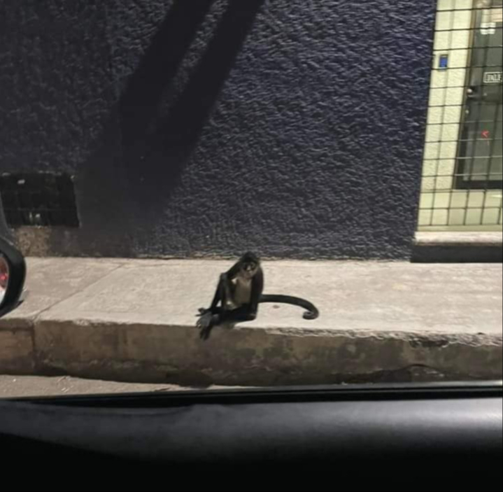 El mono araña ha sido compartido en redes sociales El mono araña ha sido compartido en redes sociales