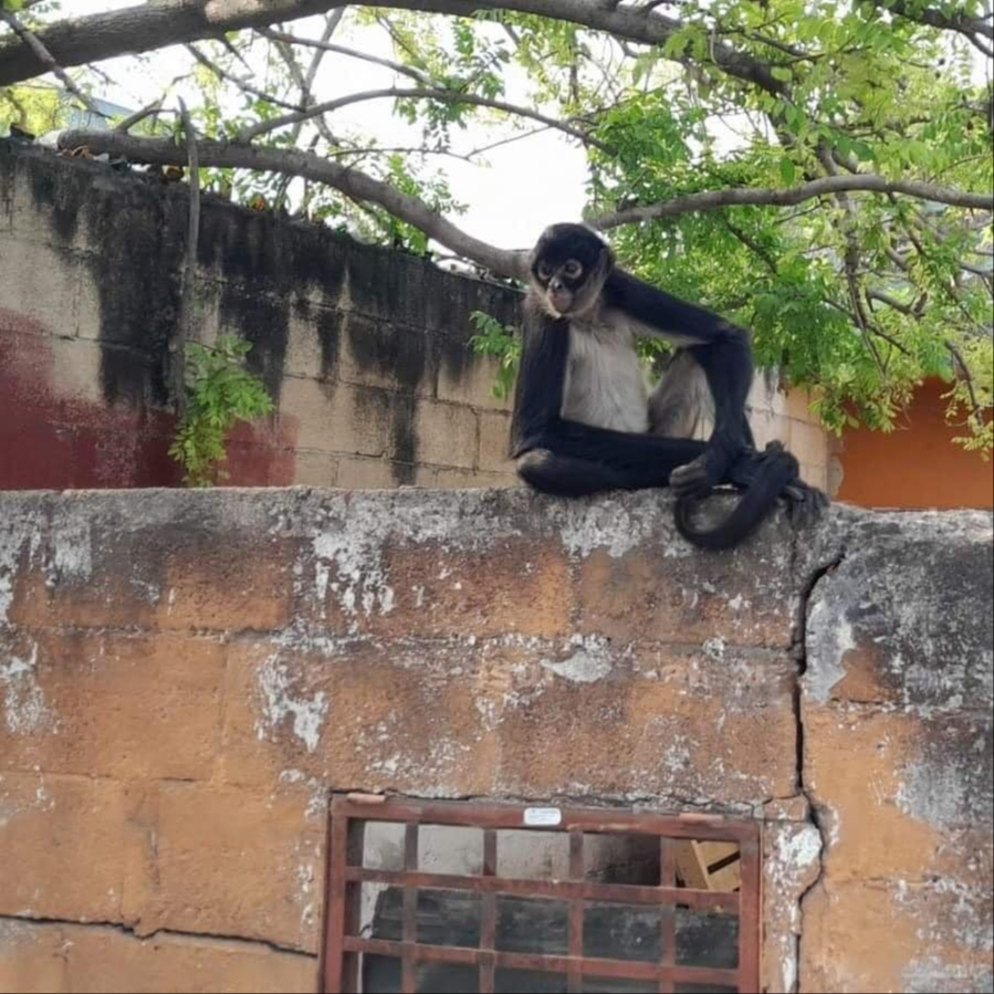 El mono araña no se ha dejado atrapar por las autoridades El mono araña no se ha dejado atrapar por las autoridades