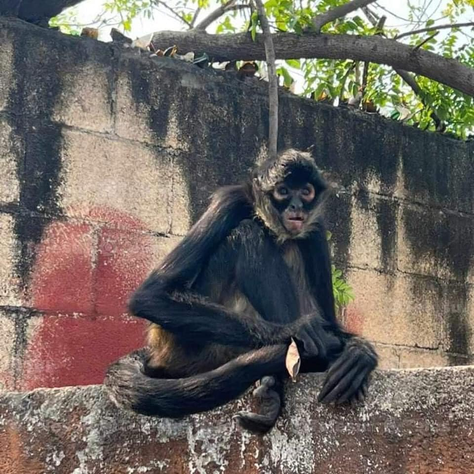 El mono araña se ha mantenido cerca de las casas de los vecinos El mono araña se ha mantenido cerca de las casas de los vecinos