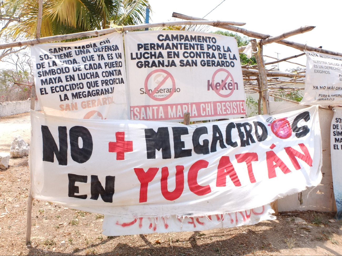 Las granjas porcícolas han provocado la contaminación del manto freático Las granjas porcícolas han provocado la contaminación del manto freático
