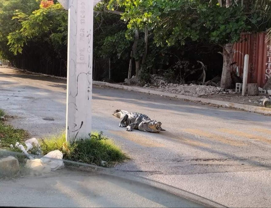 Vecinos de Progreso piden vigilancia por la presencia de cocodrilos en las calles